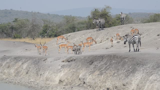 Zebra And Impala Mixed Herd
