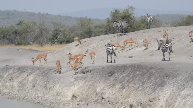 Zebra And Impala Mixed Herd