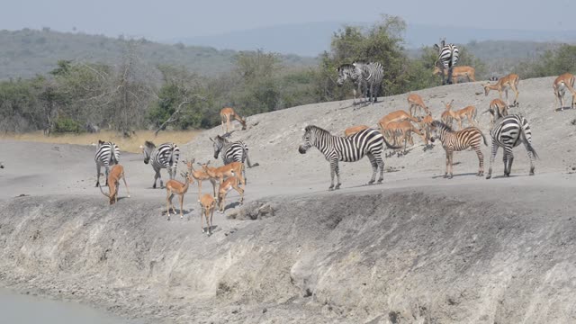 Zebra And Impala Mixed Herd