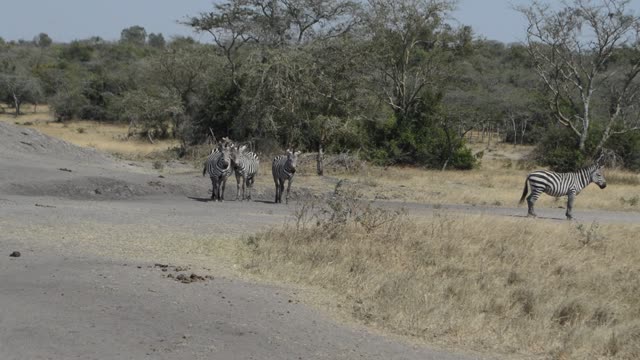 Zebra And Impala Mixed Herd