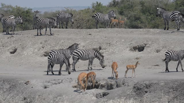 Zebra And Antelope At Waterhole