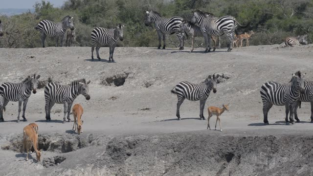 Waterbuck Drinking At Waterhole