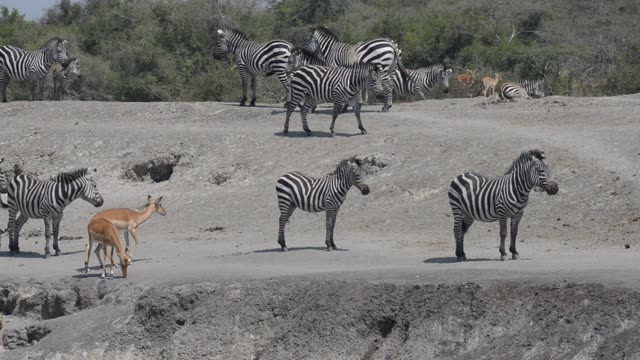 Zebra And Antelope At Waterhole