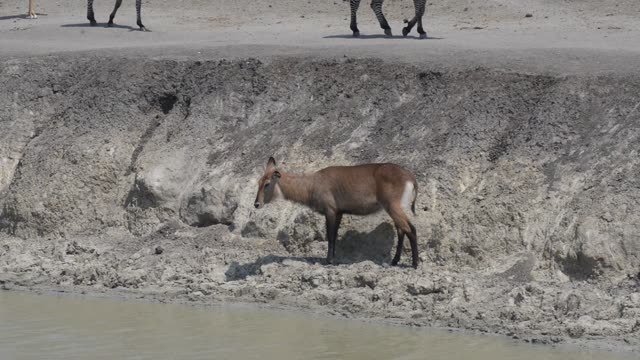 Waterbuck Drinking At Waterhole