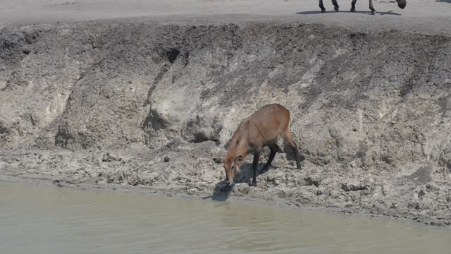 Zebra And Antelope At Waterhole