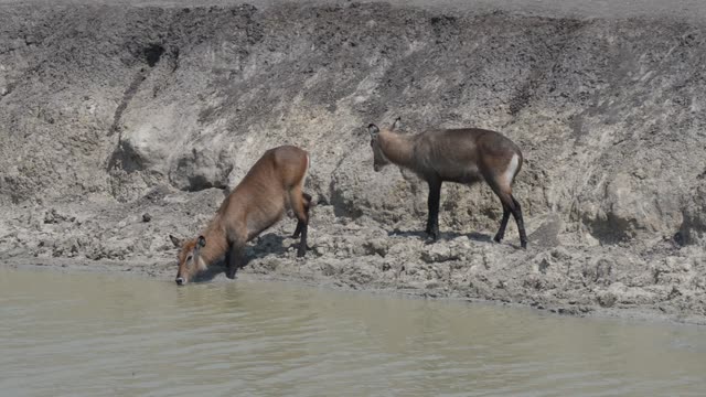 Waterbuck Drinking At Waterhole