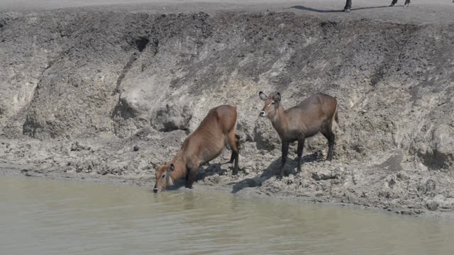 Zebra And Antelope At Waterhole