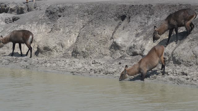 Waterbuck Drinking At Waterhole