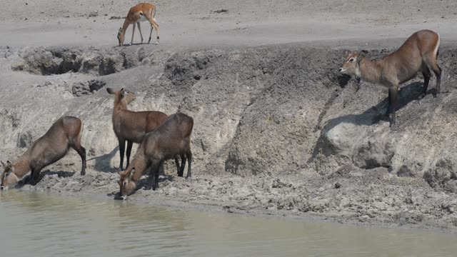 Waterbuck Drinking At Waterhole