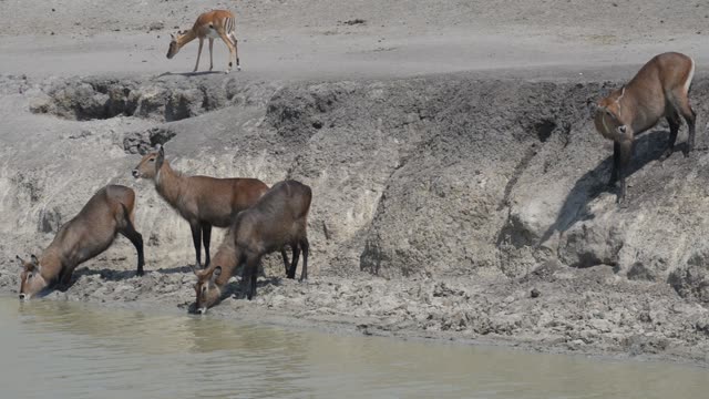 Zebra And Antelope At Waterhole