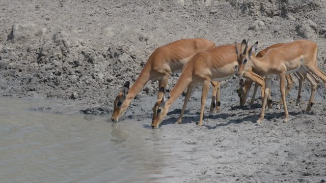 Waterbuck Drinking At Waterhole