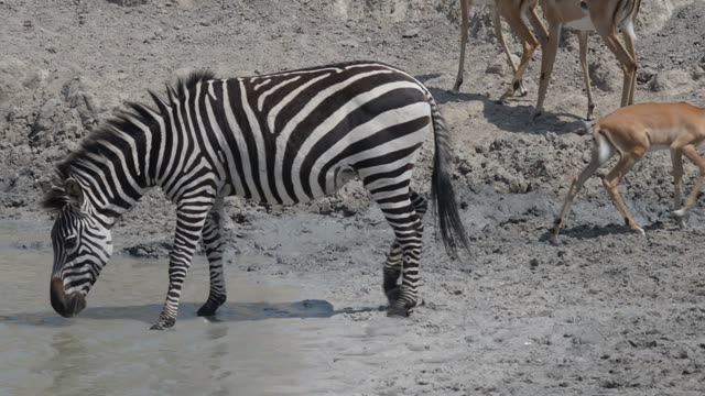 Zebra And Antelope At Waterhole
