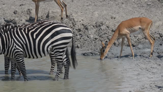 Waterbuck Drinking At Waterhole