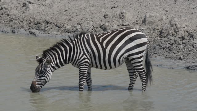 Zebra And Antelope At Waterhole