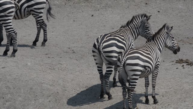 Tourist Photographing Zebra Herd