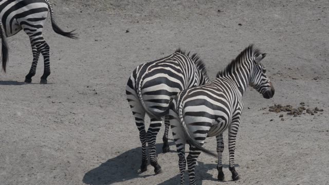 Zebra Herd Grazing By Water