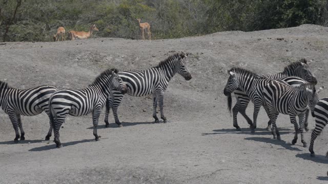Zebra And Impala Mixed Herd