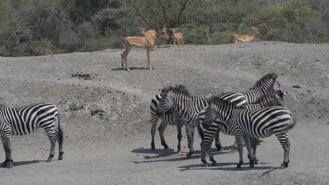 Zebra And Impala Mixed Herd