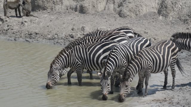 Zebra And Impala Mixed Herd