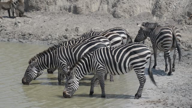 Zebra Herd At Waterhole