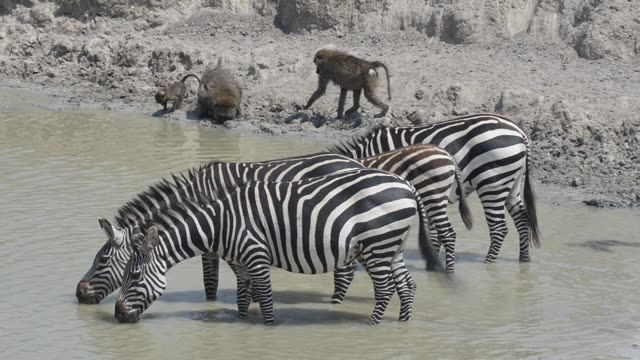 Zebra Herd At Waterhole