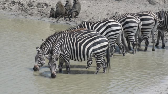 Zebra Herd At Waterhole