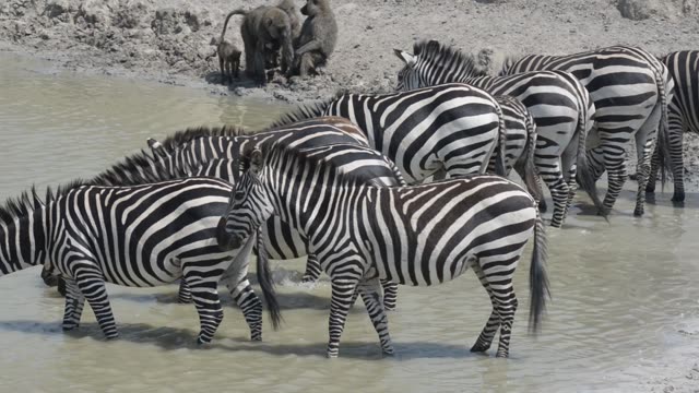 Zebra Herd At Waterhole