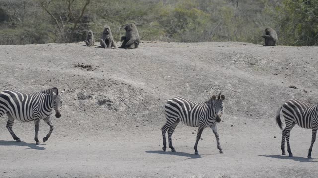 Zebra And Impala Mixed Herd