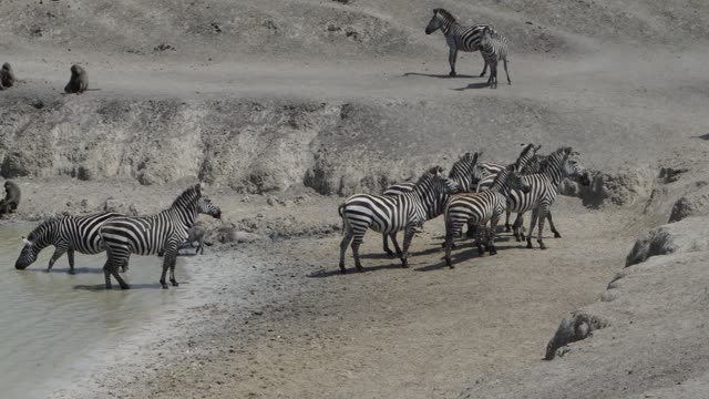 Zebra And Impala Mixed Herd