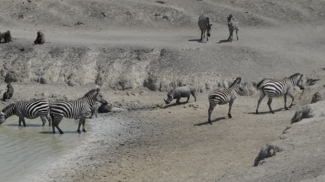 Zebra And Impala Mixed Herd