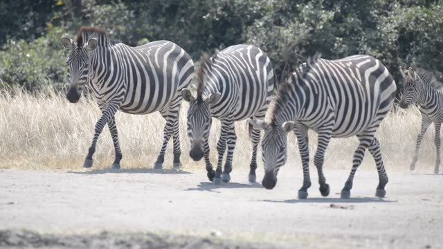 Zebra And Impala Mixed Herd