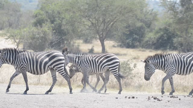 Zebra And Impala Mixed Herd