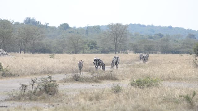 Zebra And Impala Mixed Herd