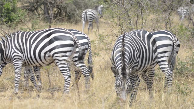 Zebra And Impala Mixed Herd