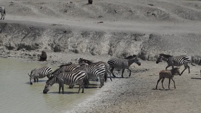 Zebra And Impala Mixed Herd