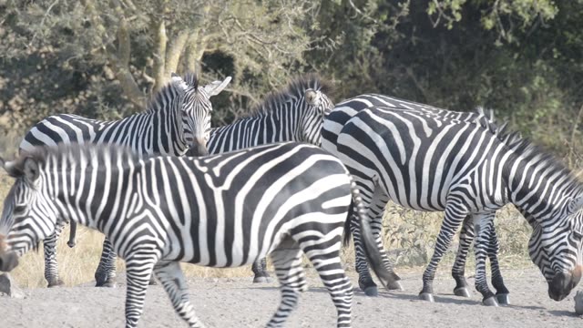 Tourist Photographing Zebra Herd