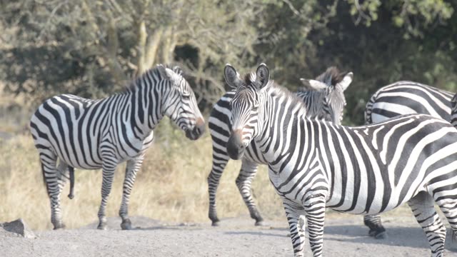 Zebra Herd Grazing By Water