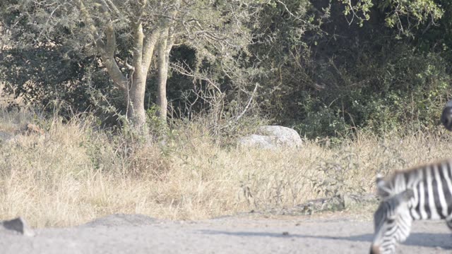 Tourist Photographing Zebra Herd