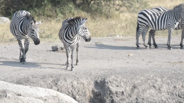 Tourist Photographing Zebra Herd