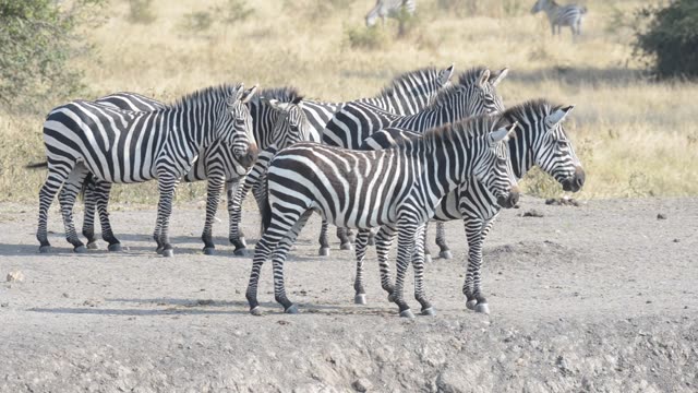 Tourist Photographing Zebra Herd