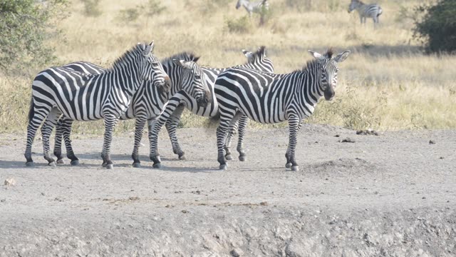 Tourist Photographing Zebra Herd