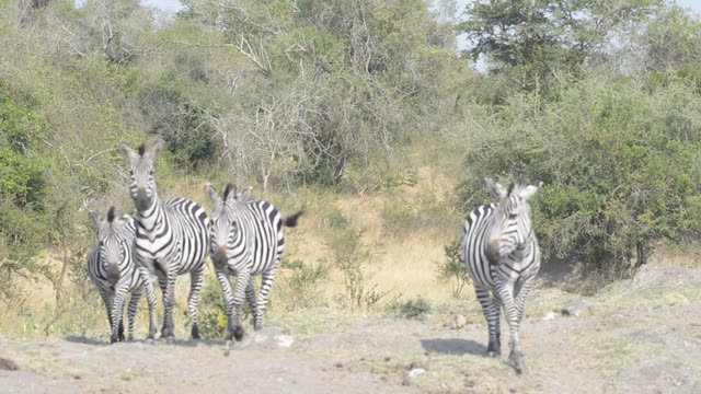 Tourists Watching Zebra Herd