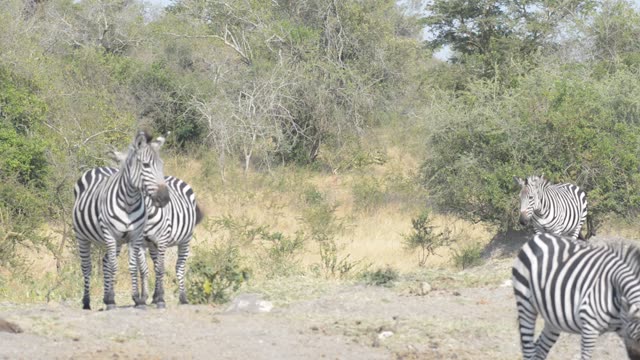 Zebra Pair Close Together