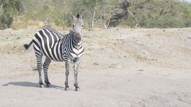 Tourists Watching Zebra Herd