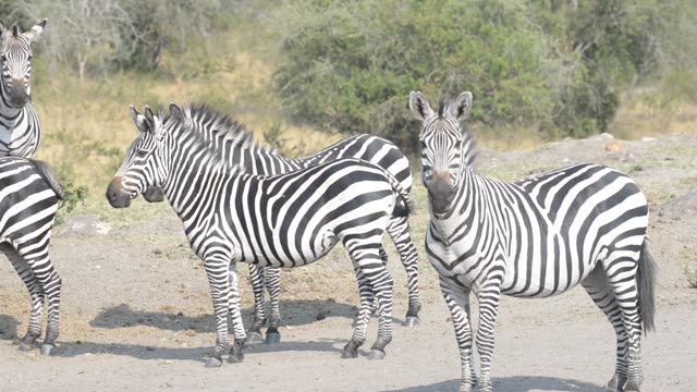 Zebra Pair Close Together
