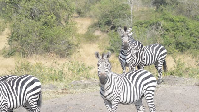 Tourists Watching Zebra Herd