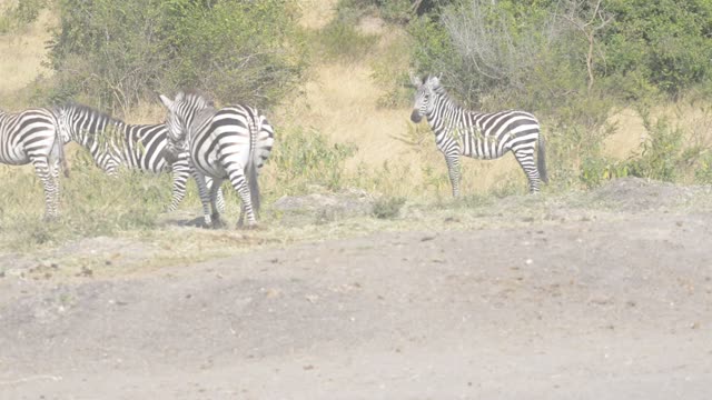 Zebra Pair Close Together