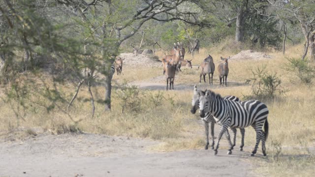 Tourists Watching Zebra Herd