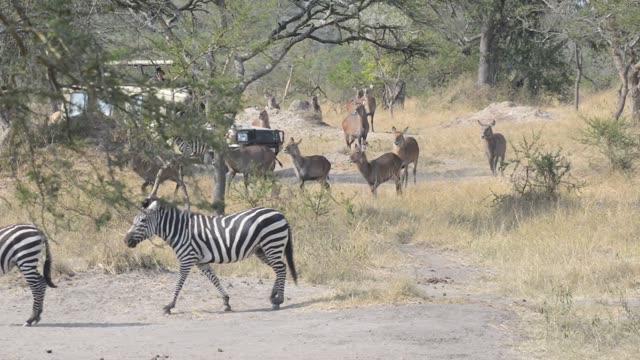Zebra Pair Close Together