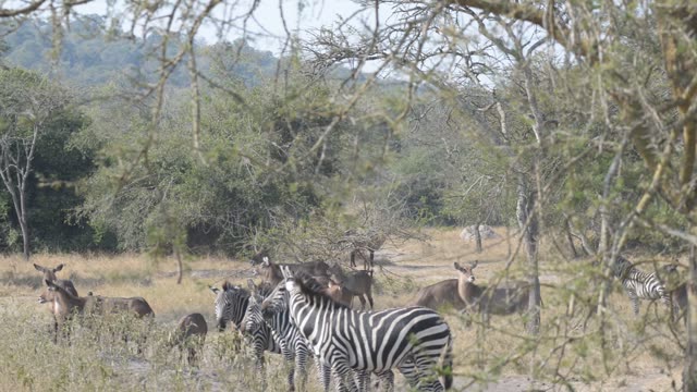 Tourists Watching Zebra Herd